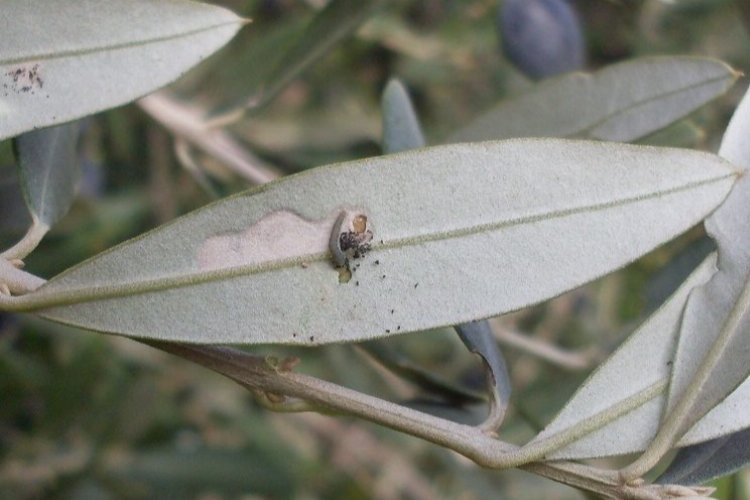 Bursa’da ‘zeytin güvesi’ ile ilaçlama mücadelesi başladı