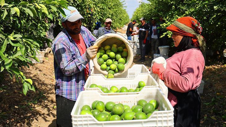 Limonda stokçuların oyunu ortaya çıktı – Düzgün Haber
