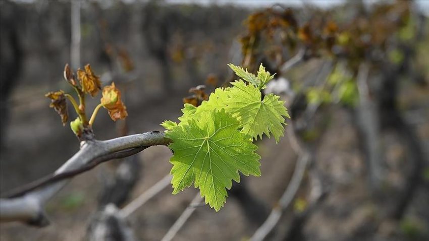Üzüm üreticilerine “asmaları budamayın” uyarısı – Düzgün Haber
