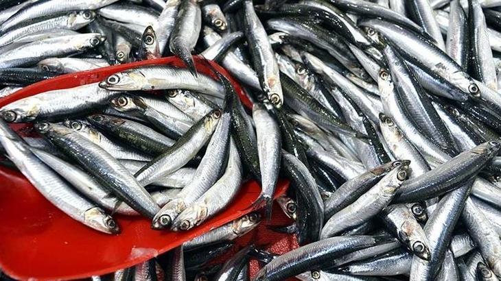 Yılın birinci 3 ayında 3,1 milyon doları aşan hamsi ihracatı – Düzgün Haber