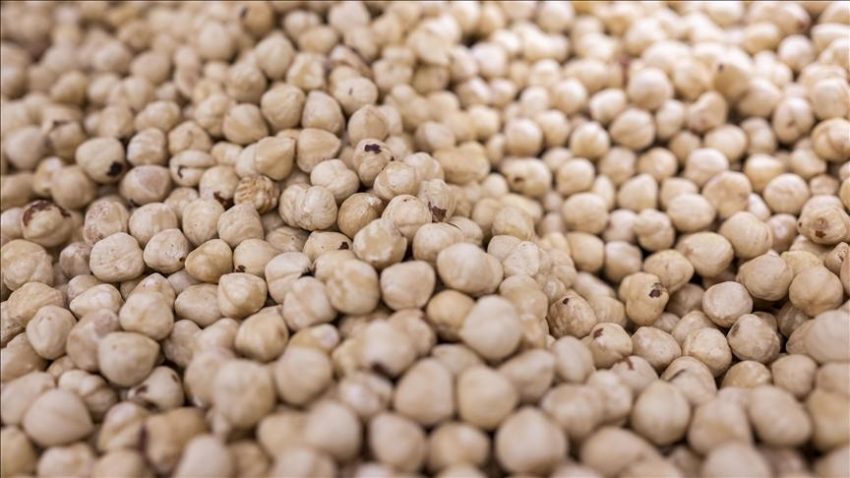 Fındık ihracatının yüzde 35’i Trabzon’dan yapıldı – Düzgün Haber