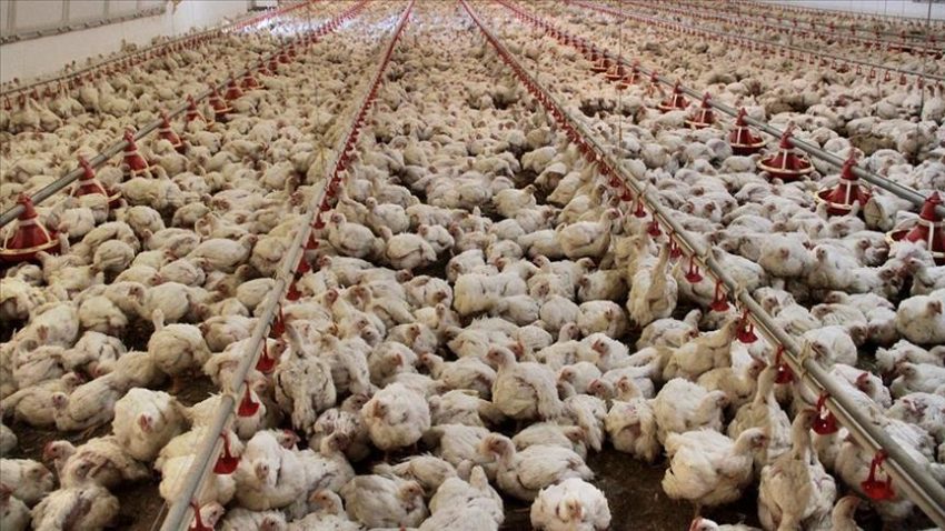 Tavuk eti üretimi martta arttı – Düzgün Haber