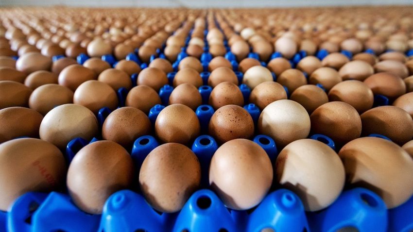 Yumurta ihracatında 1,5 dolarlık fon kaldırıldı