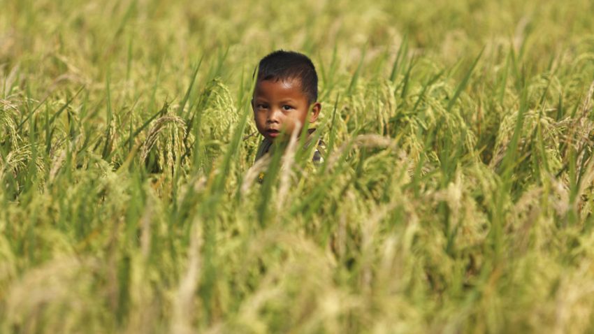 FAO: İran savaşı güç ve gübre şokunu global besin zincirine taşıdı